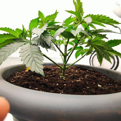 Orange Hippo 🍊🦛 #3 growlog timeline photo