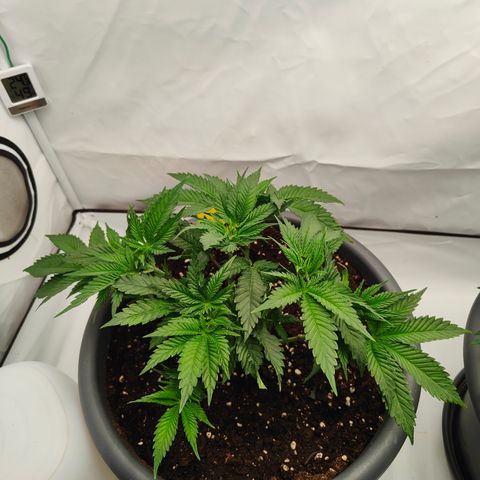 Orange Hippo 🍊🦛 #3 growlog timeline photo