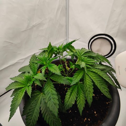 Orange Hippo 🍊🦛 #3 growlog timeline photo