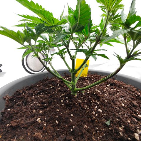 Orange Hippo 🍊🦛 #3 growlog timeline photo
