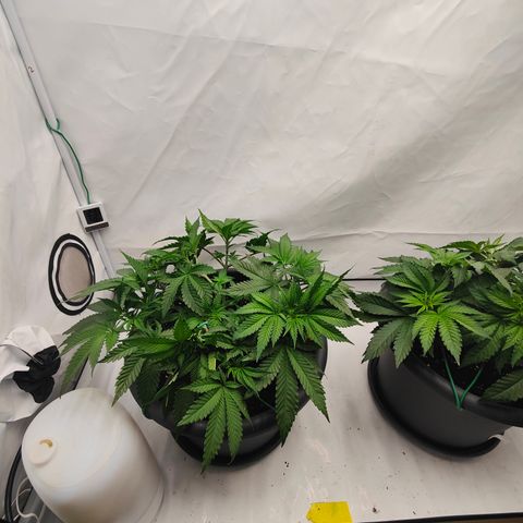 Orange Hippo 🍊🦛 #3 growlog timeline photo