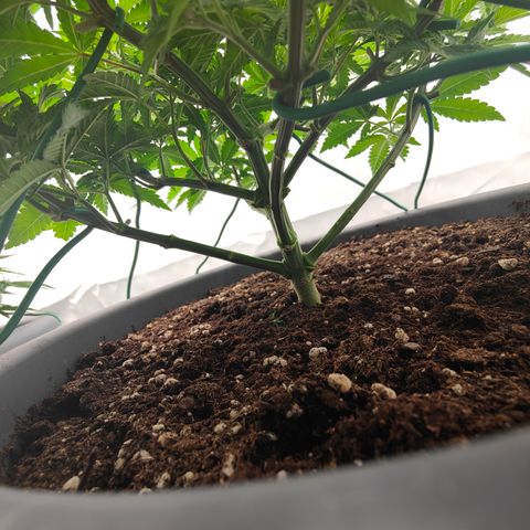Orange Hippo 🍊🦛 #3 growlog timeline photo