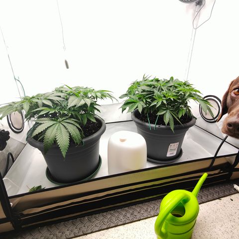 Orange Hippo 🍊🦛 #3 growlog timeline photo