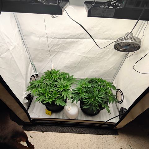 Orange Hippo 🍊🦛 #3 growlog timeline photo