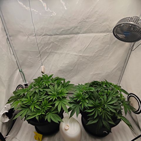 Orange Hippo 🍊🦛 #3 growlog timeline photo