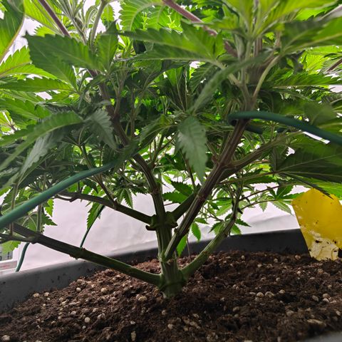 Orange Hippo 🍊🦛 #3 growlog timeline photo