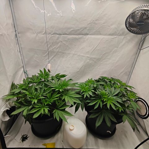 Orange Hippo 🍊🦛 #3 growlog timeline photo
