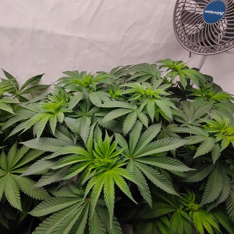 Orange Hippo 🍊🦛 #3 growlog timeline photo