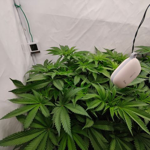 Orange Hippo 🍊🦛 #3 growlog timeline photo