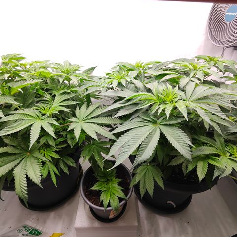 Orange Hippo 🍊🦛 #3 growlog timeline photo