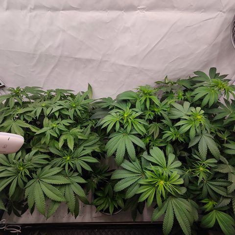 Orange Hippo 🍊🦛 #3 growlog timeline photo