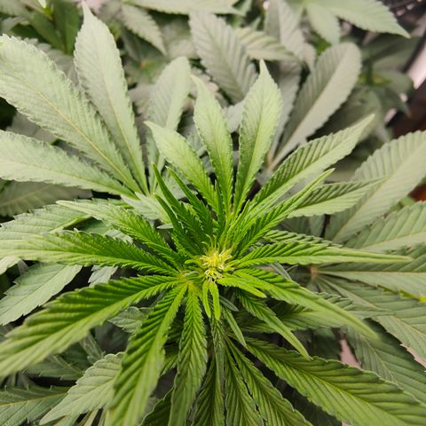 Orange Hippo 🍊🦛 #3 growlog timeline photo