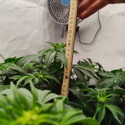 Orange Hippo 🍊🦛 #3 growlog timeline photo