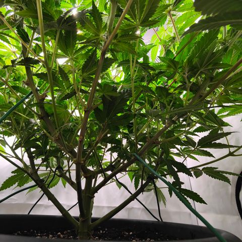 Orange Hippo 🍊🦛 #3 growlog timeline photo