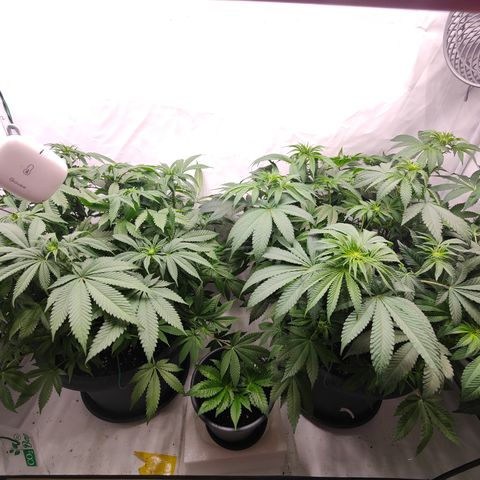 Orange Hippo 🍊🦛 #3 growlog timeline photo