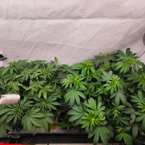Orange Hippo 🍊🦛 #3 growlog timeline photo