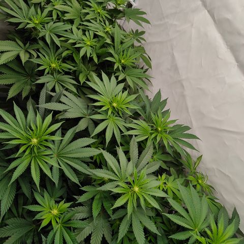 Orange Hippo 🍊🦛 #3 growlog timeline photo