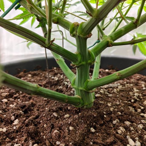 Orange Hippo 🍊🦛 #3 growlog timeline photo