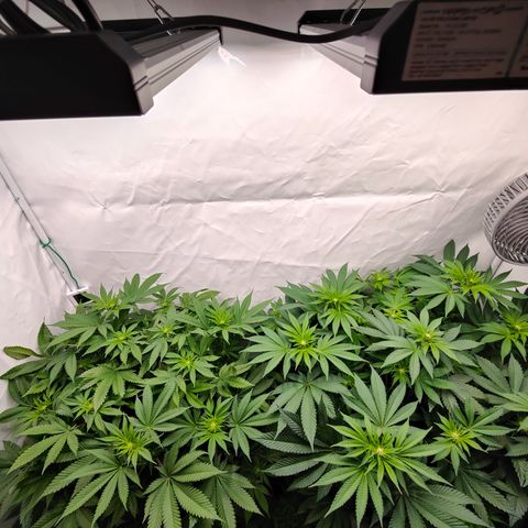 Orange Hippo 🍊🦛 #3 growlog timeline photo