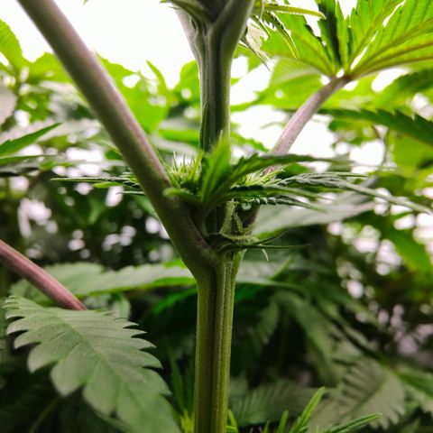 Orange Hippo 🍊🦛 #3 growlog timeline photo