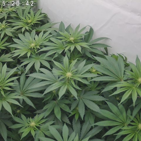 Orange Hippo 🍊🦛 #3 growlog timeline photo