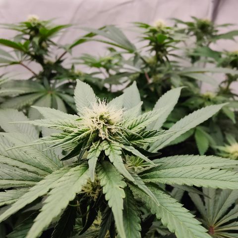 Orange Hippo 🍊🦛 #3 growlog timeline photo