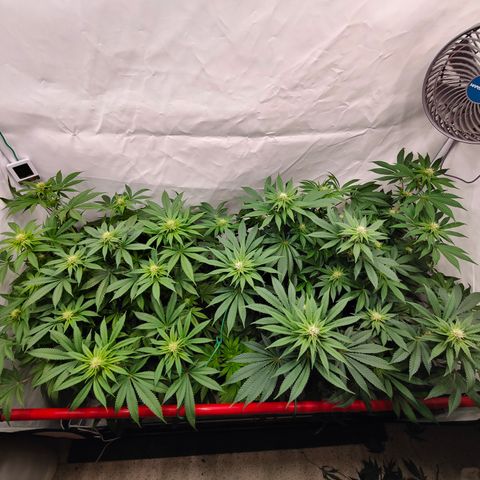 Orange Hippo 🍊🦛 #3 growlog timeline photo