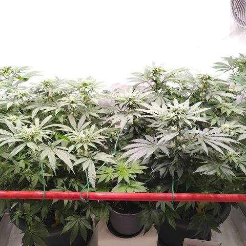 Orange Hippo 🍊🦛 #3 growlog timeline photo