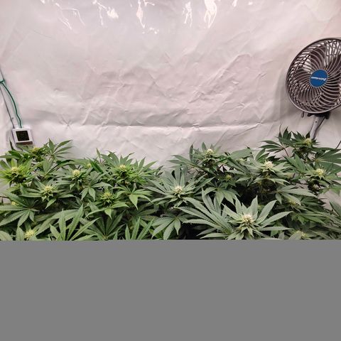 Orange Hippo 🍊🦛 #3 growlog timeline photo
