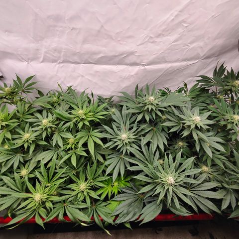 Orange Hippo 🍊🦛 #3 growlog timeline photo