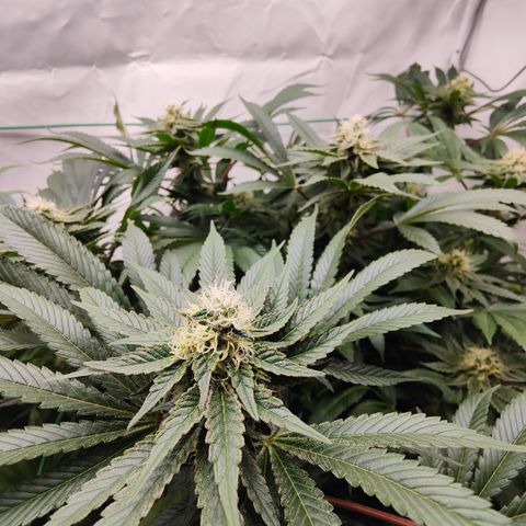 Orange Hippo 🍊🦛 #3 growlog timeline photo