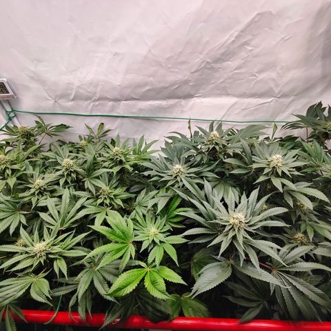 Orange Hippo 🍊🦛 #3 growlog timeline photo
