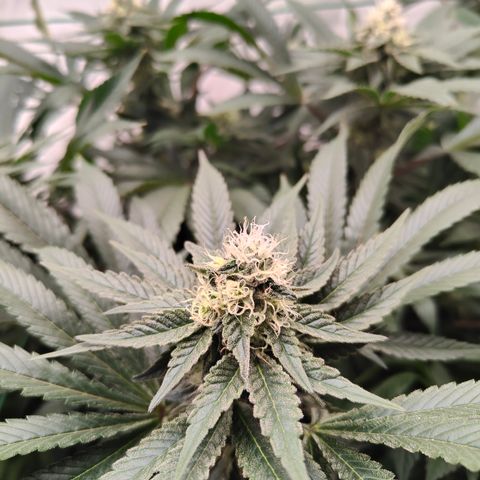 Orange Hippo 🍊🦛 #3 growlog timeline photo