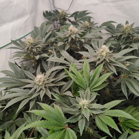 Orange Hippo 🍊🦛 #3 growlog timeline photo