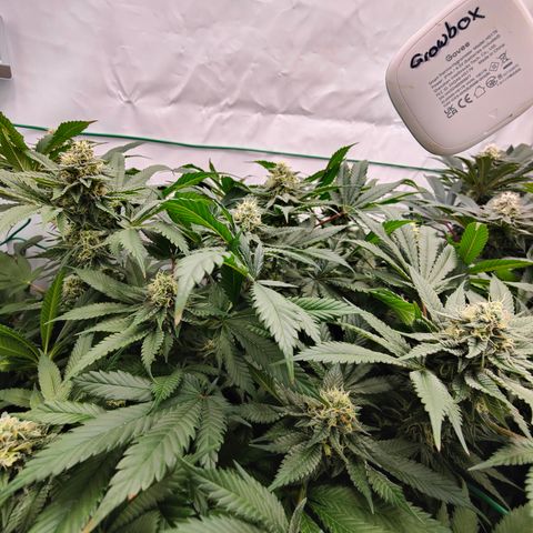 Orange Hippo 🍊🦛 #3 growlog timeline photo