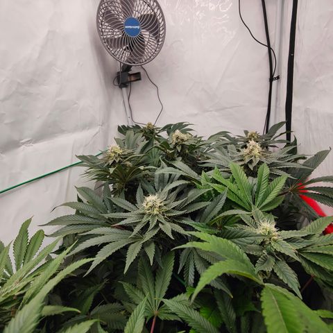 Orange Hippo 🍊🦛 #3 growlog timeline photo