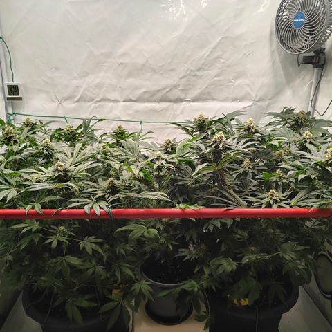 Orange Hippo 🍊🦛 #3 growlog timeline photo
