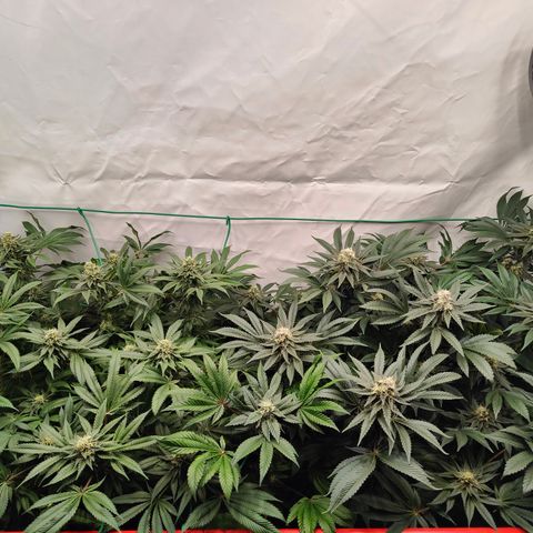 Orange Hippo 🍊🦛 #3 growlog timeline photo