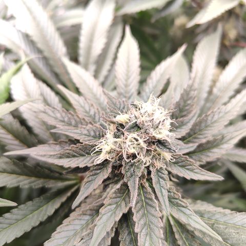 Orange Hippo 🍊🦛 #3 growlog timeline photo