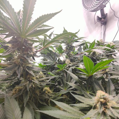 Orange Hippo 🍊🦛 #3 growlog timeline photo