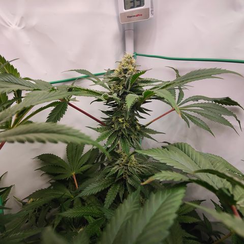 Orange Hippo 🍊🦛 #3 growlog timeline photo