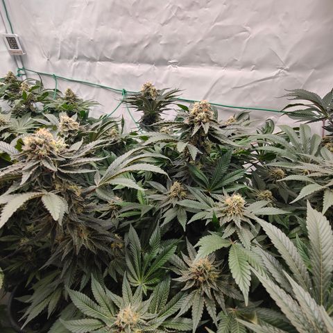 Orange Hippo 🍊🦛 #3 growlog timeline photo