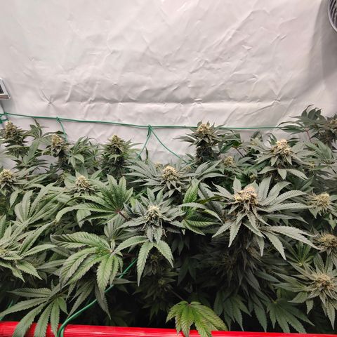 Orange Hippo 🍊🦛 #3 growlog timeline photo