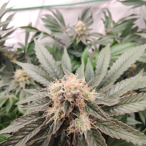Orange Hippo 🍊🦛 #3 growlog timeline photo