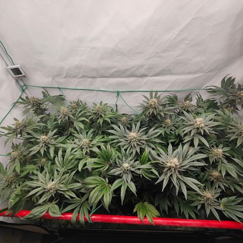 Orange Hippo 🍊🦛 #3 growlog timeline photo
