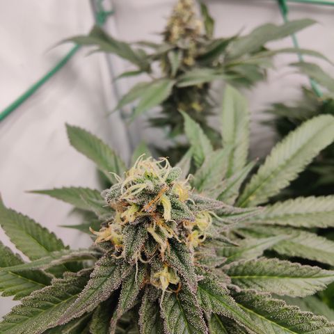 Orange Hippo 🍊🦛 #3 growlog timeline photo