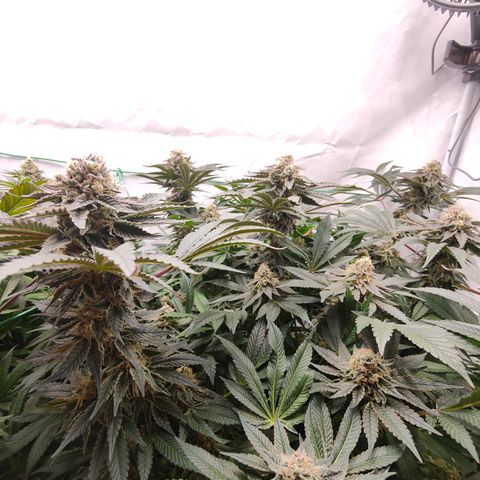 Orange Hippo 🍊🦛 #3 growlog timeline photo