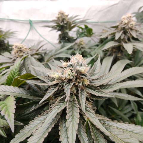 Orange Hippo 🍊🦛 #3 growlog timeline photo