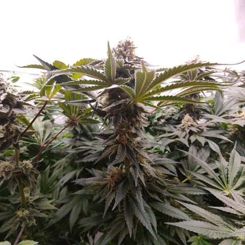 Orange Hippo 🍊🦛 #3 growlog timeline photo