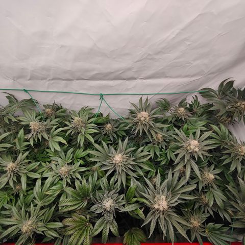 Orange Hippo 🍊🦛 #3 growlog timeline photo